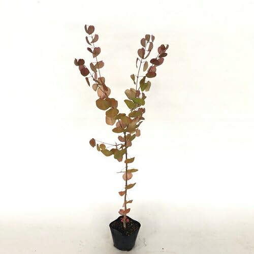 Amazon.co.jp: カツラ 樹高0.5m前後 10.5cmポット 【 単 品 】 かつら