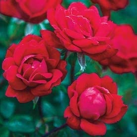 Hybrid All Season Flower Seeds For Home Garden - 10 Seeds Eco Pack (Red Rose Seeds) (B09TW1KKTX) Amazon Price History, Amazon Price Tracker