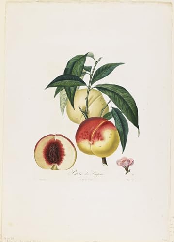 Lienzo de Pavie de Pompone por Pierre Antoine Poiteau para decoración de pared en formato 60x90cm