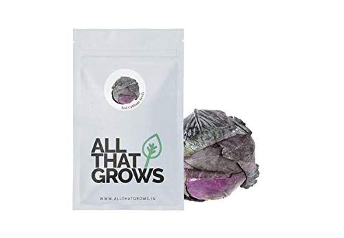 AllThatGrows Red Cabbage Seeds - Pack of 100 Seeds (B08TH34DDY) Amazon Price History, Amazon Price Tracker