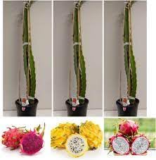 Dragon fruit live plant combo pack of 3 varieties || Pink, Pink skin with white inside, Yellow (pack of 1) (B0CMHKPCH2) Amazon Price History, Amazon Price Tracker