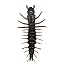 Mudbug