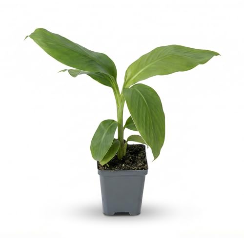 Live Hardy Banana Plant (Musa Ever Red) Cold Hardy Tropical Perennial Grows 610 Ft Tall Fast Growing Outdoor Accent Ships 15 Tall in 1.5 Qt Pot