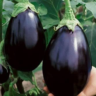 Biocarve Seeds Brinjal Black Beauty Seeds | Pack of 100 (B09BKTMFZN) Amazon Price History, Amazon Price Tracker
