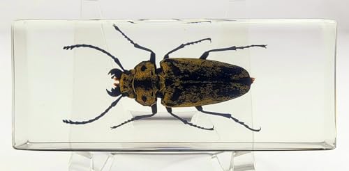 Image of 4.3 inch Real Trictenotomid Beetle in Crystal Clear Lucite Resin Specimen Preserved Large Trictenotoma Davidi Deyrolle Insect Paperweight Taxidermy Collection for Biology Science Education Display