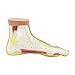 Teaching Model Tools,Foot Model Normal Foot Flat Foot Flat Arch Arch Collapse Model Foot Joint Anatomy Model Teaching Display