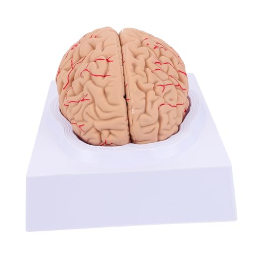 Vasculature cérébrale détaillée sur le modèle de neuroanatomie ERINGOGO