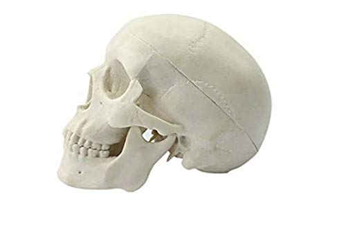 Global-Dental Human Mini Size Anatomical Head Bone Skull Bone Model Educational Model Teaching Model #TOP4