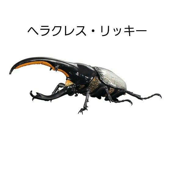 いきもの大図鑑　ヘラクレスオオカブト　ガチャ　　コンプリート いきもの大図鑑プレミアム ヘラクレスオオカブト（ヘラクレス