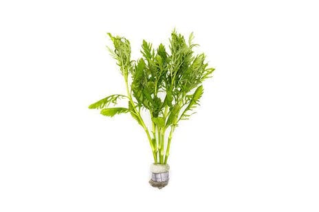 SubstrateSource Live Aquarium Stem Plants - Freshwater Aquatic Plant for Fish Tanks, Aquascaping - (Water Wisteria Hygrophila Difformis, 1 Bunch)