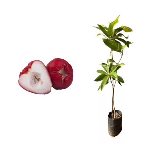 AMK Jardinagem e Paisagismo, Muda de Jambo Roxo 20 a 40cm AMK - Plantas Online