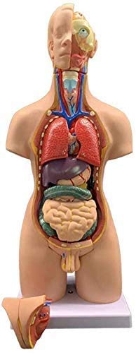 Menschliches Torso-Modell, der Menschen Organs- Menschlicher Torso Körper Artikelnummer- Anatomie Anatomische Medical Innere Organe für