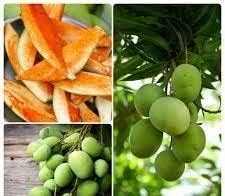 Image of Bengal Special Sweet inchKaccha Mitha Aam inch Mango || Hybrid Healthy inchGrafted inch Live Plant || For for Home Garden Plant || Height 2-3 Feet (Pack of 1)