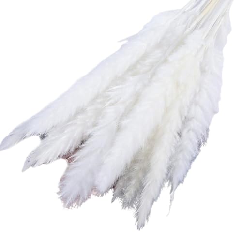 Pampas Grass Large 15Pcs Flores Secas para Decoración miniatura 1