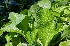 MUSTARD SEEDS / HYBRID F1 SEEDS / SARSO K BEEJ / PACK OF 100/ FOR HOME , KITCHEN GARDEN / SARSON BY GOYAM MERCHANDO (B09GRP44HX) Amazon Price History, Amazon Price Tracker