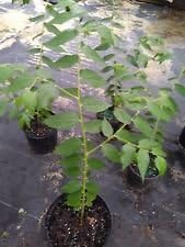 Real strawberry tree muntingia CALABURA live not seeds 2 FOOT TALL TREE