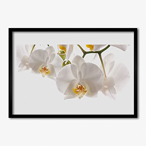 Affiche encadrée nature fleurs d'orchidée 70x50 cm Tulup