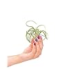 PLNTS – Baby Tillandsia Caput Medusae (Luchtplantje) – Kamerplant – Stekplantje – Hoogte 10 cm