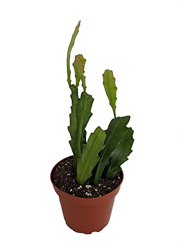 Hirt's® Red Orchid Cactus - Epiphyllum ackermannii - Exotic/Easy to Grow -6" Pot