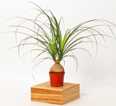 powers to flowers - beaucarnea recurvata nolina, mangiafumo, in vaso 12cm diametro, pianta vera