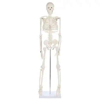 Anatomy Lab Human Skeleton Model, 34