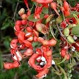 Generic Manilla Tamarind Seeds,Pithecellobium Dulce 25 Seeds,, Natural