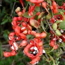 Manilla Tamarind Seeds,Pithecellobium Dulce 25 Seeds,