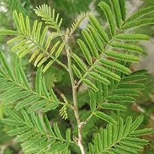 Garden Nature Care Live Shami/Prosopis/Sami Cineraria Lucky Plant Banni Tree with 1 Healthy Live Plant (B0BVFNL3JF) Amazon Price History, Amazon Price Tracker