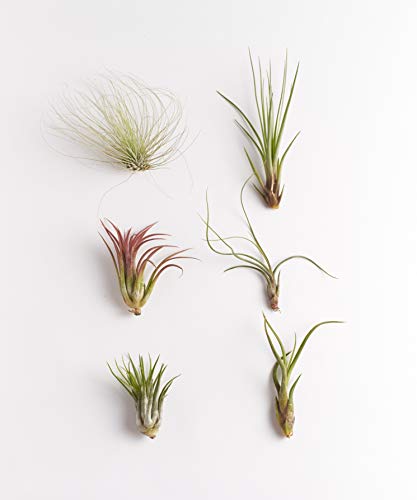 Shop Succulents | Unique Collection of Live Air Plants Hand Selected Variety of Different Species | Collection of 6