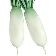 Radish Seeds - Korean - Alpine Gold - Hybrid - 4 Oz 8800 Seeds - Non-GMO, F1 Hybrid - Asian Garden Vegetable