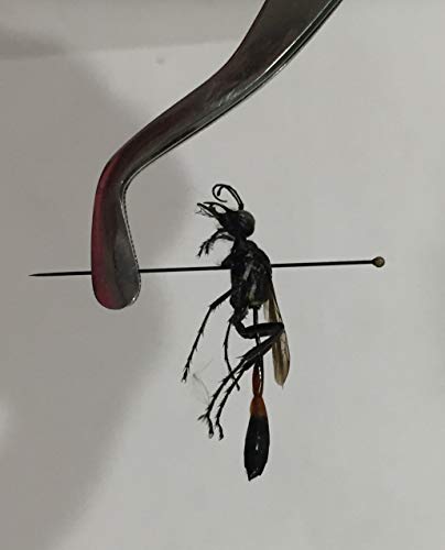 Insect Pinning Forceps & Butterfly Forceps, Set of 2