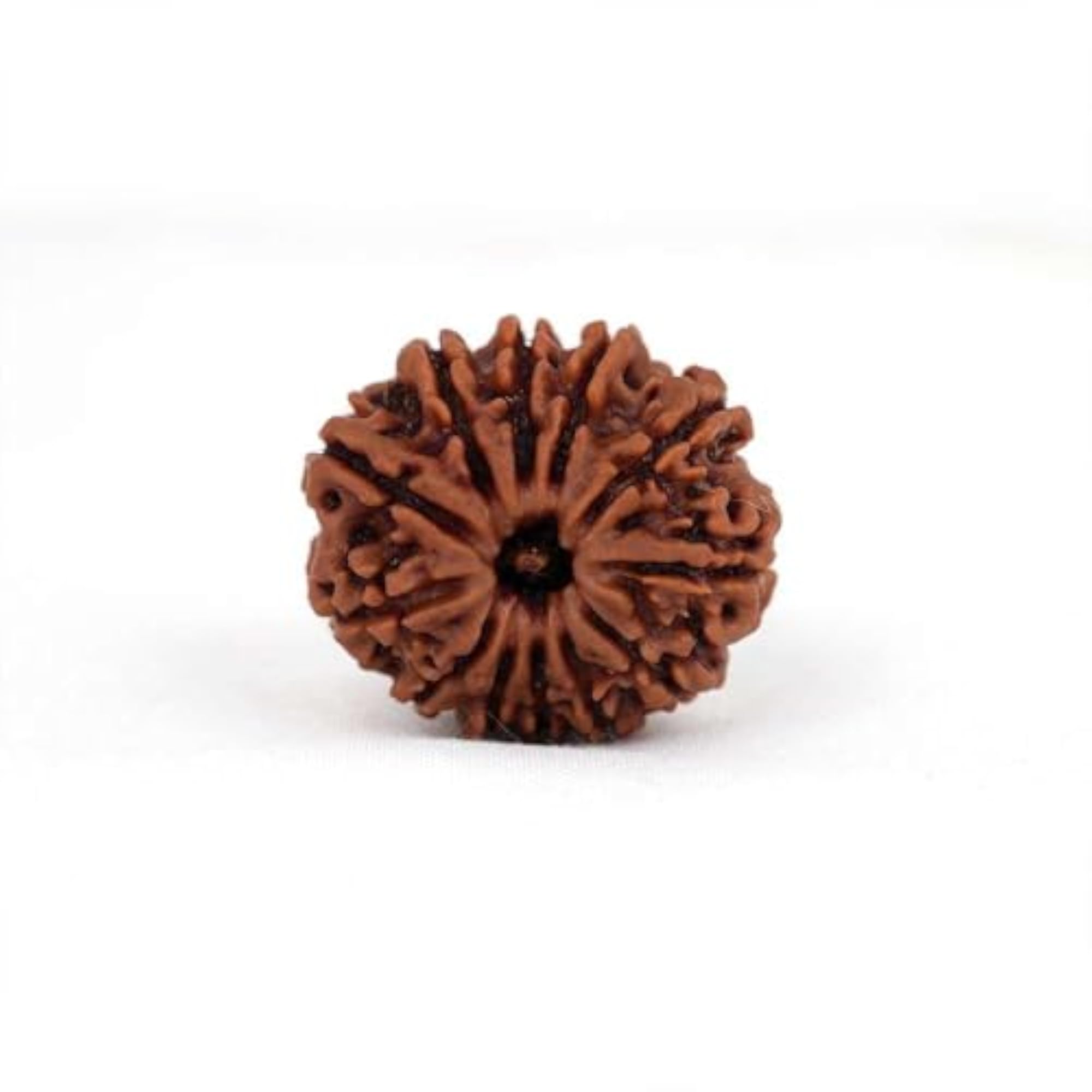 Mukhi Nepali Rudraksha, Natural & Certified, Unisex
