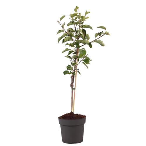 Plant in a Box - Pommier - Malus domestica - Malus Elstar - Pommier - Pot 21cm - Hauteur 90-100cm