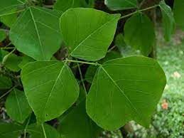 Kapebonavista Chauldua Lenten tree Pangara Erythrina variegata plant (B09S7WXN98) Amazon Price History, Amazon Price Tracker