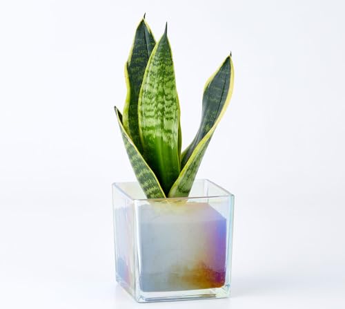 well plants ��� �ϗt�A�� �L���[�u�I�[�����x�[�X �y���g��Ȃ� ���������邾�� �����g�p �ȒP�Ǘ� (�T���X�x���A)