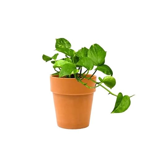 DECOALIVE Pothos con Maceta de Cerámica Planta de Interior Natural