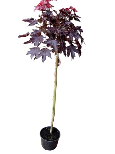 Kugelbaum Pflanzen Böring Roter Kugelahorn Crimson Sentry, 180-190 cm