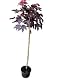 Kugelbaum Pflanzen Böring Roter Kugelahorn Crimson Sentry, 180-190 cm
