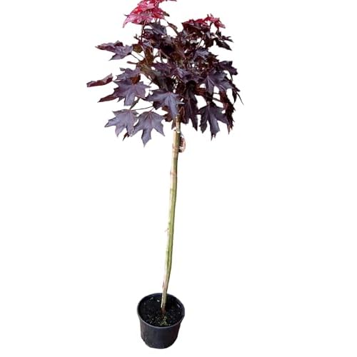 Roter Kugelahorn, Sorte: Crimson Sentry, Höhe: 180-190 cm + Dünger