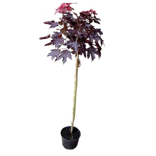 Roter Kugelahorn, Sorte: Crimson Sentry, Höhe: 180-190 cm + Dünger