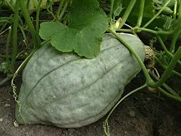 Homely Bonsai Seeds 30 Blue Hubbard Winter Squash Non-GMO Heirloom