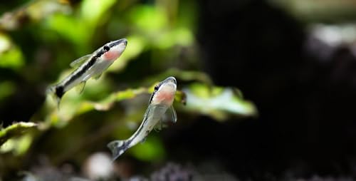 Swimming Creatures 2 Otocinclus Catfish (Otocinclus macrospilus) 1-1.5' Freshwater Aquarium Catfish