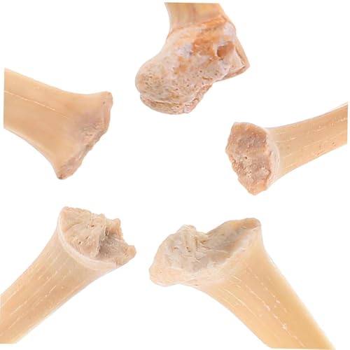 Yerleomit Fossilien Haifischzähne 5 Stück Natürliche Fossil Haizahn Exemplare Natursteine Zähne für Bildung, Heimdekoration, Kindergeschenk