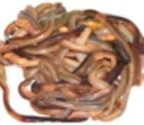 The Worm Dude Brand Live Canadian Nightcrawlers 2.5 Pounds - #1 Fishing Nightcrawler in the World. Catch Big Fish With These BIG Worms. Keep Well In The Fridge. Raise Your Own Bait.