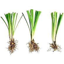 Super Blue Liriope Muscari - 10 Bare Root Plants - Evergreen Ground Cover Grass