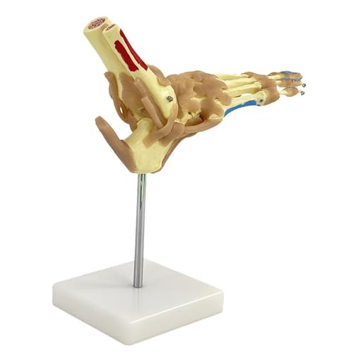 Cammeciso Anatomiczny model stopy, anatomia medyczna, model szkieletu dla dorosłych, ludzki pas szkieletowy, kostki, model anatomiczny, do studiów medycznych i naukowych