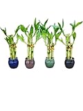 Lucky Bamboo Plants in Decorative 2' Ceramic Pots...