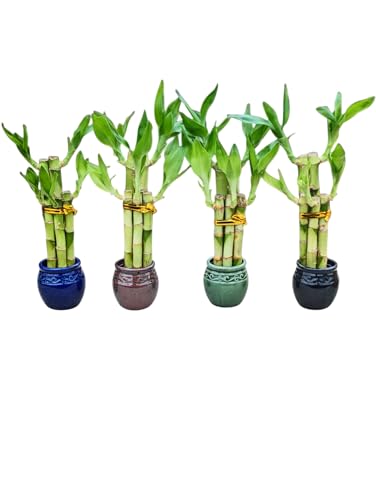 Lucky Bamboo Plants in Decorative 2' Ceramic Pots, Assorted Colors, Set of 4