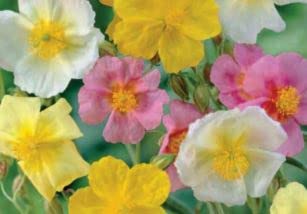 55 Seeds of Helianthemum Mutabile Mixed, Grow Your Own Hollyhock Poppy Polyanthus