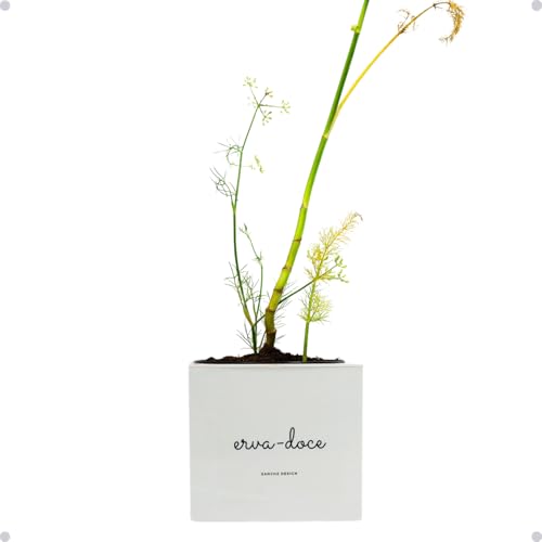 Kit de Jardim Vertical com Sementes e Substrato